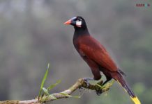 Layaknya Arsitek, Hewan-Hewan Ini Dapat Membangun Sarang Yang Megah Dan Indah!