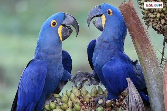 Spesies Burung Parrot Yang Memiliki Bulu Tercantik Di Dunia! - Gaekon