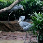 Super Unik, Ini Fakta Burung Shoebill ! Home