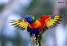 Spesies Burung Parrot Yang Memiliki Bulu Tercantik Di Dunia!