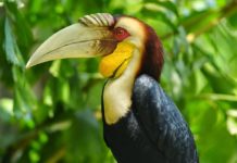 Fakta Burung Enggang, ‘Rangkong’ Yang Terancam Punah!