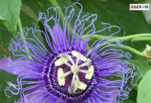 Dibalik Keunikan Bentuknya, Ini Manfaat Bunga Passiflora Untuk Kesehatan!