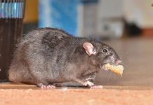 7 Hewan Ini Berisiko Tularkan Penyakit Pada Manusia, Hati-Hati!