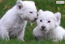 10 Deretan Hewan Termahal Di Dunia, Sampai Ratusan Miliar Rupiah!