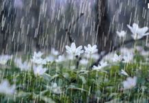 Ritual “Pojhian Hodo” Pemanggil Hujan Dari Situbondo