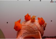 Fakta Ikan Lumpsucker, Ikan Mungil Di Perairan Dingin Kutub Utara