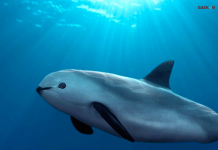 7 Hewan yang Sudah Mulai Punah dan Langka di Muka Bumi