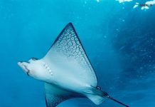 8 Hewan Laut Ini Sangat Mempesona Dengan Warna Pink Ditubuhnya!