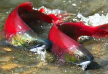 Ini Perjalanan Hidup Ikan Salmon, Ikan ‘Nikmat’ Yang Menyimpan Banyak ‘Manfaat’!