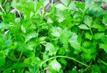 5 Sayuran Yang Sering Kamu Temui Ini Ternyata Mengandung Racun, Cek Dapurmu Sekarang!