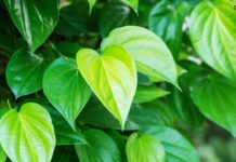 Budaya Mengunyah Daun Sirih Ternyata Baik Untuk Kesehatan, Ini 8 Manfaatnya!