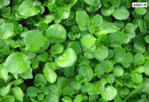 8 Manfaat Selada Air, Kamu Harus Tahu!