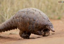 9 Fakta Trenggiling, Hewan Bersisik Keras Yang Paling Sering Diperdagangkan!