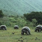 6 Hewan Dengan Umur Paling Panjang, Sampai Ratusan Tahun! Home