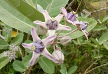 Dibalik Getahnya Yang Beracun, Tumbuhan Widuri Menyimpan Banyak Khasiat!