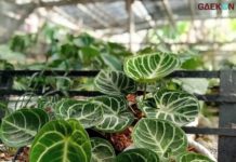 Ini Tanaman Hijau Yang Dapat Membersihkan Udara Kotor Di Rumah!