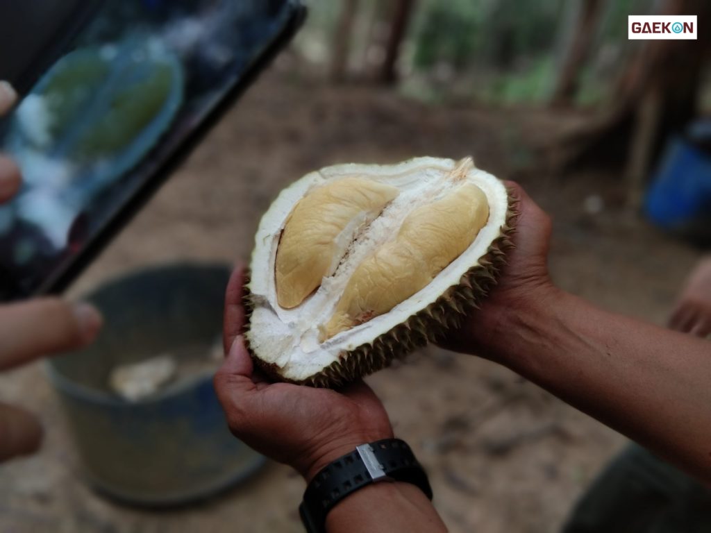 Potensi Durian Bangka Bisa Kalahkan Musang King