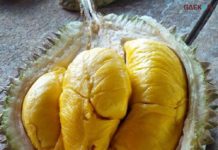 Potensi Durian Bangka Bisa Kalahkan Musang King