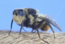 7 Serangga Paling Ngeri Di Dunia, Dan Siap Merenggut Nyawamu!