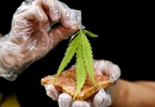 Ganja Jadi Pilihan Menu Restoran di Thailand