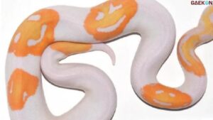 Ular Python Motif Emoji Senyum Ini Dijual Seharga Rp 86 Juta