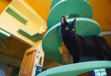 Mewah Dan Luas, Rumah Kucing Ini Mirip Rumah Sultan