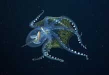 Seluruh Tubuhnya Transparan, Para Ilmuwan Temukan Gurita Kaca Di Tengah Samudera Pasifik transparan