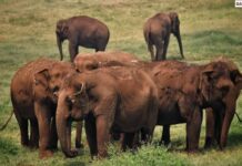 Mirip Manusia, Gajah Di Sri Lanka Juga Punya KTP gajah