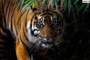 Heboh Harimau Sumatera Mangsa Sapi, Begini Kata BKSDA Bengkulu