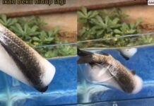 Ikan Beku Ini Bisa Hidup Lagi Saat Dimasukkan Ke Akuarium ikan beku