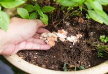 Pupuk Cangkang Telur: Solusi Pemanfaatan Limbah Rumah Tangga Pupuk Cangkang Telur