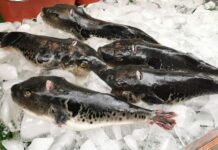 Kenapa Ikan Buntal Termasuk Jenis Ikan Mematikan?