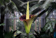 Bunga Bangkai, Ini Asal Usul Si Raksasa Berbau Menyengat