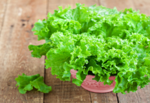 Ini Segudang Manfaat Konsumsi Selada Air untuk Kulit Cantikmu!