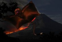 Mitos “Bati”, Makhluk Mengerikan Dari Pulau Seram