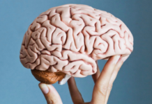 Otak: Komputer Besar Dalam Kepala Manusia otak