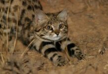 Gyra: Kucing Imut Pembunuh Paling Berbahaya Gyra