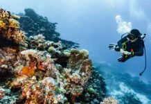 Diving: Mengenal Olahraga Bawah Air yang Sedang Hits diving