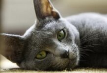 Kucing Russian Blue: Sempat Hilang Selama Perang Dunia II kucing russian blue