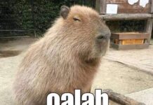 Capybara: Hewan Pengerat yang Dijuluki Masbro capybara