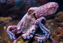 Gurita: Hewan Laut yang Cerdas gurita