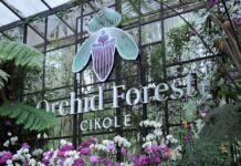 Orchid Forest Cikole: Taman Anggrek Terbesar di Indonesia orchid forest cikole