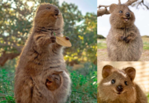 Quokka: Hewan Khas Australia Paling Bahagia quokka