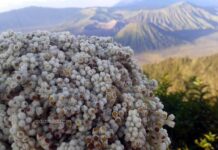 Edelweis Sang Bunga Abadi edelweis