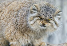 Kucing Pallas: Kucing Paling Ekspresif kucing pallas