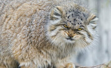 Kucing Pallas: Kucing Paling Ekspresif kucing pallas