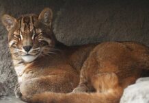 Kucing Emas Asia: Buta Ketika Lahir asia