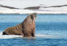 Walrus: Fakta Menarik Kerabat Dekat Anjing Laut walrus