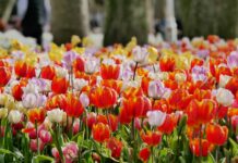 Bunga Tulip Benarkah Berasal dari Belanda? bunga tulip