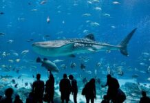 Tampung lebih dari 100.000 makhluk laut, Ini Fakta Akuarium Georgia